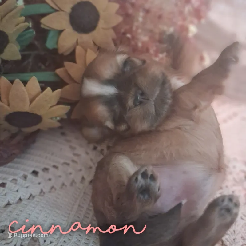 Cinnamon  – Shih Tzu puppy for sale in Greensboro, GA