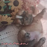 Cinnamon , a female Shih Tzu for sale in Greensboro, GA – 1 of 1