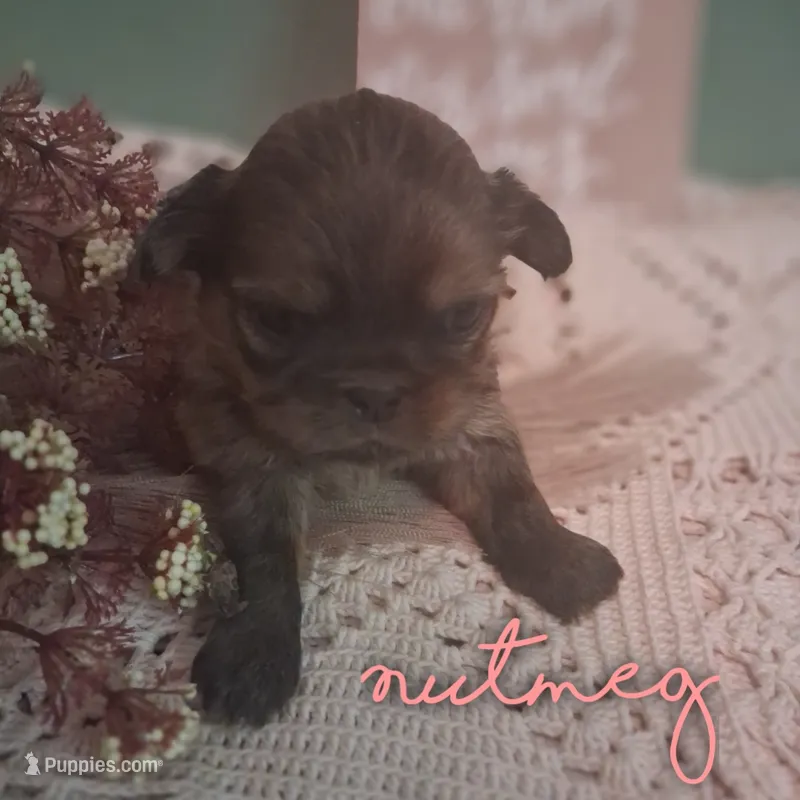 Nutmeg  – Shih Tzu puppy for sale in Greensboro, GA