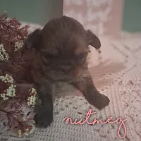 Nutmeg , a female Shih Tzu for sale in Greensboro, GA – 1 of 1