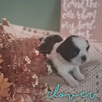 Clover, a male Shih Tzu for sale in Greensboro, GA – 1 of 1
