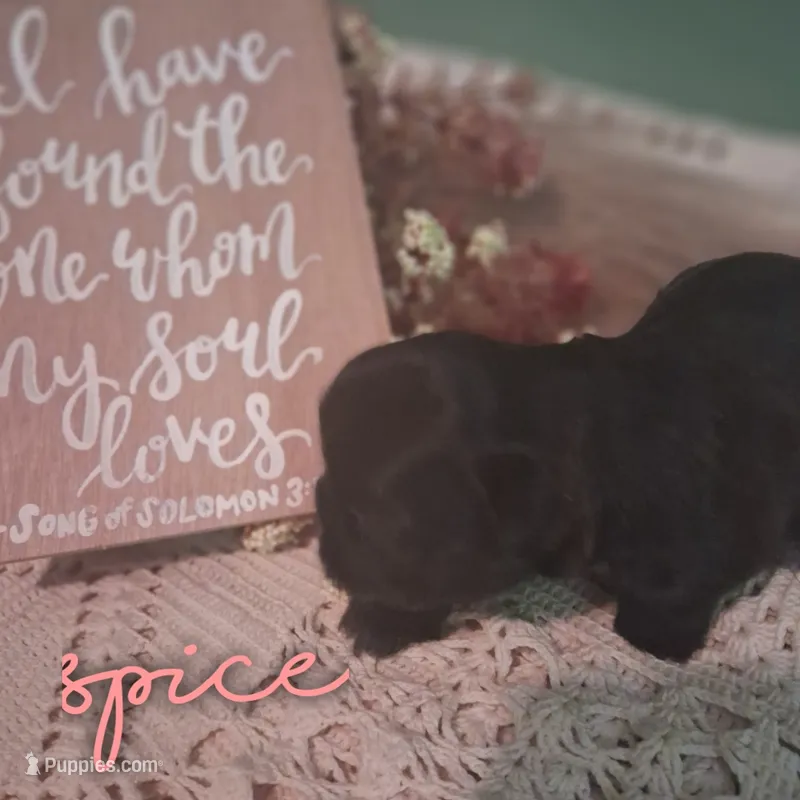 Spice – Shih Tzu puppy for sale in Greensboro, GA