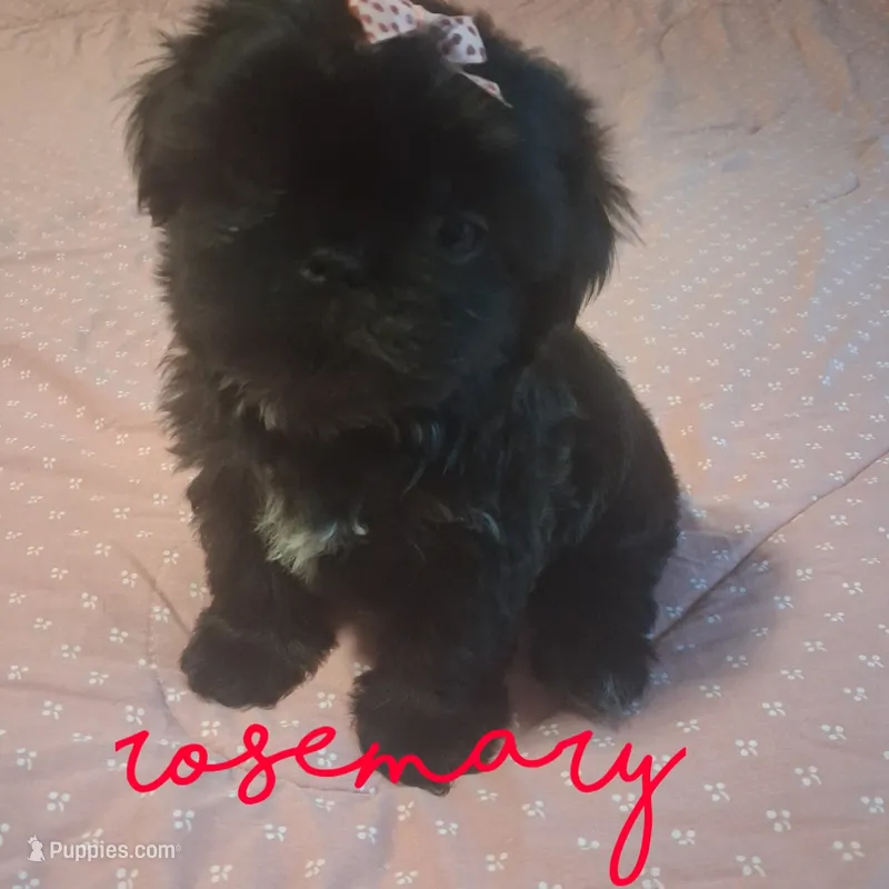Rosemary – Shih Tzu puppy for sale in Greensboro, GA