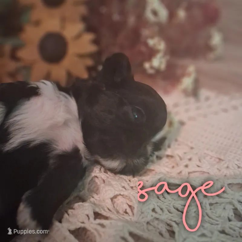 Sage – Shih Tzu puppy for sale in Greensboro, GA