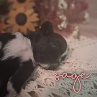 Sage, a female Shih Tzu for sale in Greensboro, GA – 1 of 1