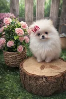 Snow, a female Pomeranian for sale in San Diego Country Estates, CA – Photo 2 of 2