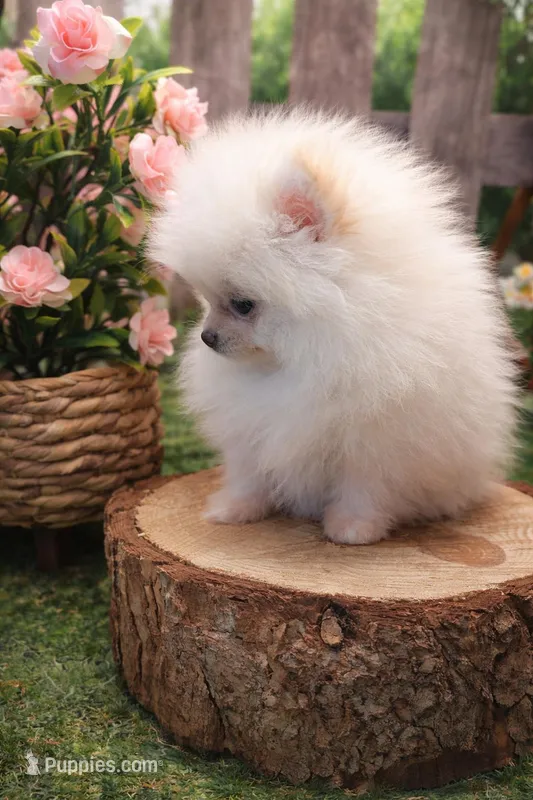 Snow – Pomeranian puppy for sale in San Diego Country Estates, CA
