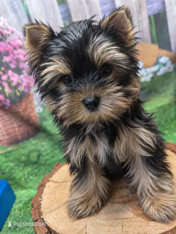 Lucas.  – Yorkshire Terrier puppy for sale in San Diego Country Estates, CA