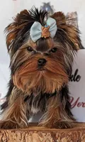 Lucas. , a male Yorkshire Terrier for sale in San Diego Country Estates, CA – 2 of 3