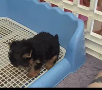 Kiki, a female Yorkshire Terrier for sale in San Diego Country Estates, CA – Photo 3 of 3