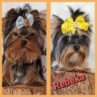 Kiki, a female Yorkshire Terrier for sale in San Diego Country Estates, CA – Photo 2 of 3