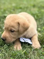 Beau, a male Labrador Retriever for sale in Edinburg, PA – 2 of 4
