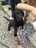 Winston , a male Labrador Retriever for sale in Edinburg, PA – 1 of 4