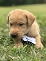 Beau, a male Labrador Retriever for sale in Edinburg, PA – 4 of 4