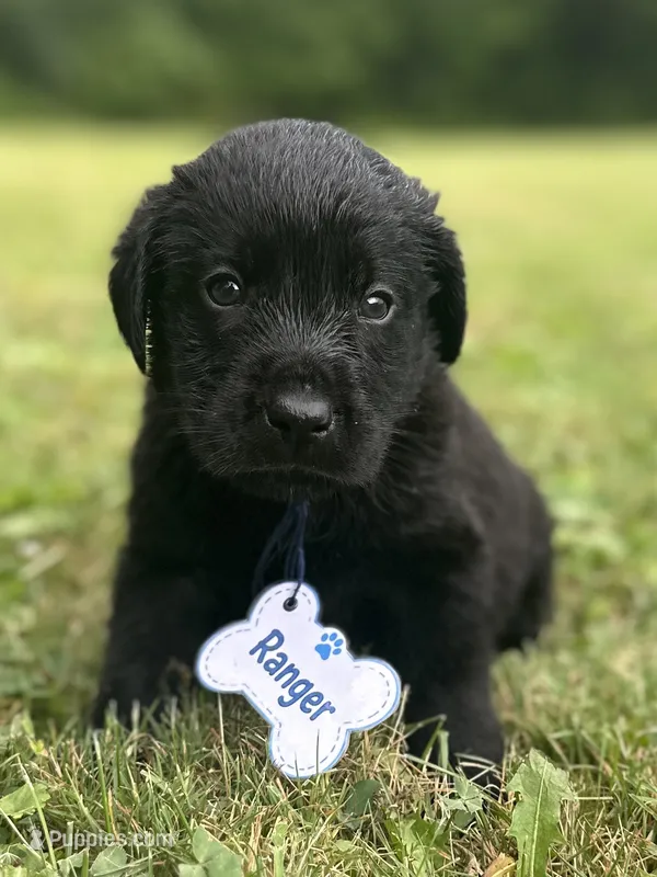 Ranger – Labrador Retriever puppy for sale in Edinburg, PA