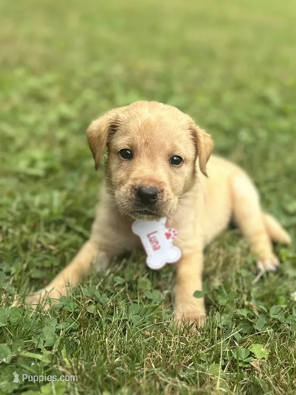 Luna – Labrador Retriever puppy for sale in Edinburg, PA