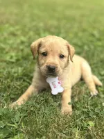 Luna, a female Labrador Retriever for sale in Edinburg, PA – 1 of 3