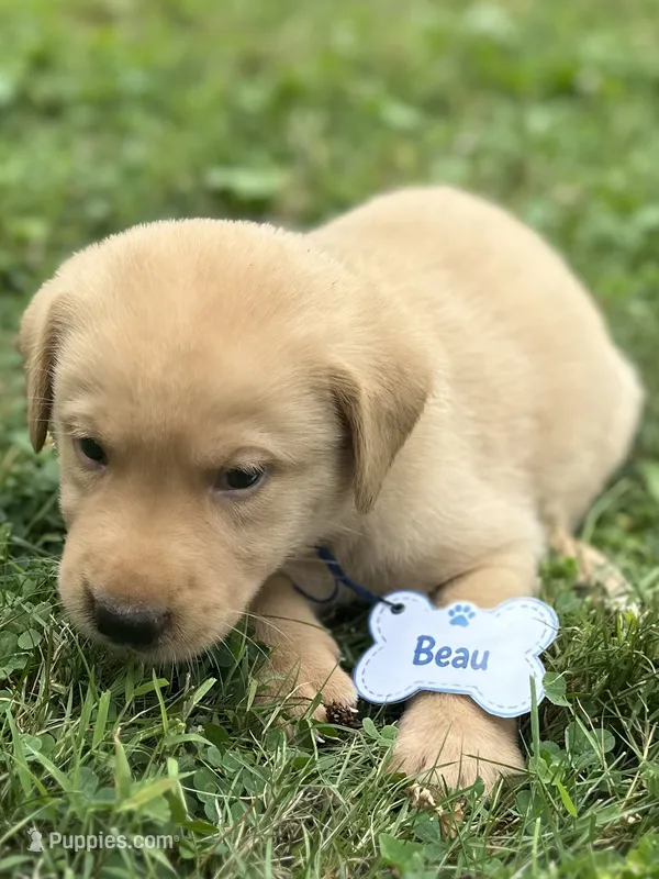 Beau – Labrador Retriever puppy for sale in Edinburg, PA