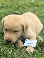 Beau, a male Labrador Retriever for sale in Edinburg, PA – 1 of 4
