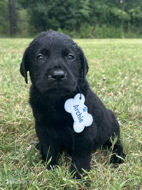 Archie  – Labrador Retriever puppy for sale in Edinburg, PA