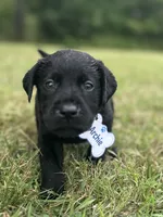 Archie , a male Labrador Retriever for sale in Edinburg, PA – 2 of 4