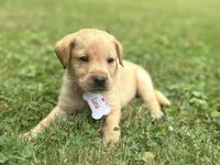 Luna, a female Labrador Retriever for sale in Edinburg, PA – 2 of 3