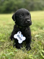 Winston , a male Labrador Retriever for sale in Edinburg, PA – 2 of 4