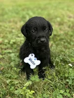 Winston , a male Labrador Retriever for sale in Edinburg, PA – 3 of 4