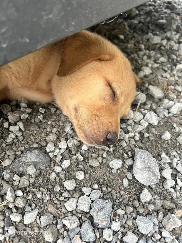 Oakley  – Labrador Retriever puppy for sale in Edinburg, PA