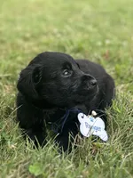 Ranger, a male Labrador Retriever for sale in Edinburg, PA – 2 of 2