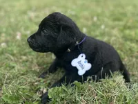 Archie , a male Labrador Retriever for sale in Edinburg, PA – 3 of 4