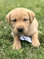 Beau, a male Labrador Retriever for sale in Edinburg, PA – 3 of 4