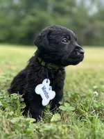 Winston , a male Labrador Retriever for sale in Edinburg, PA – 4 of 4