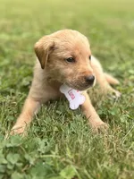 Luna, a female Labrador Retriever for sale in Edinburg, PA – 3 of 3