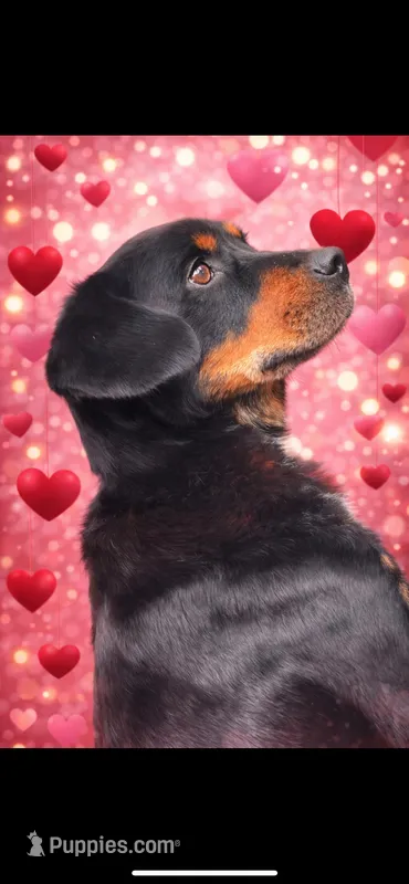 Mama Bear  – Rottweiler, American Black and Tan Coonhound puppy for sale in Atlanta, GA