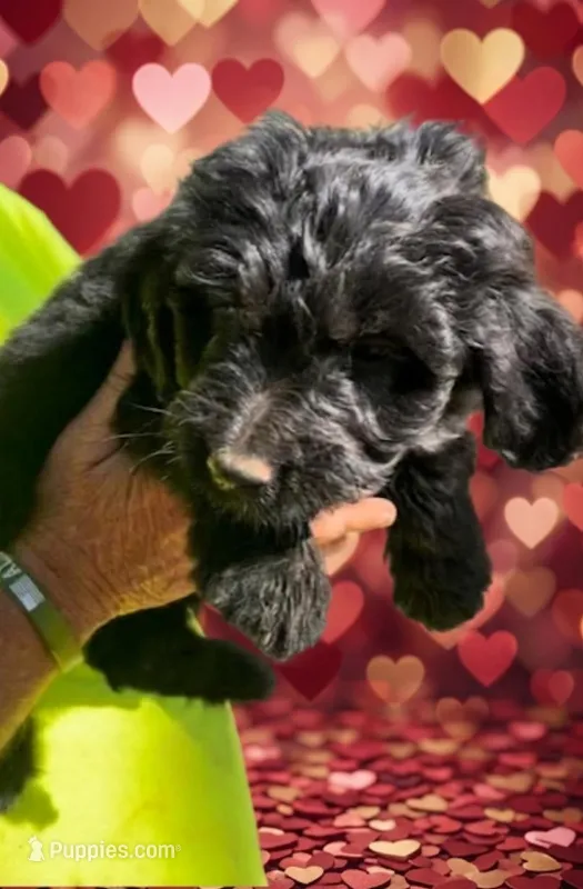 Cleo – Beagle, Poodle - Miniature  puppy for sale in Atlanta, GA