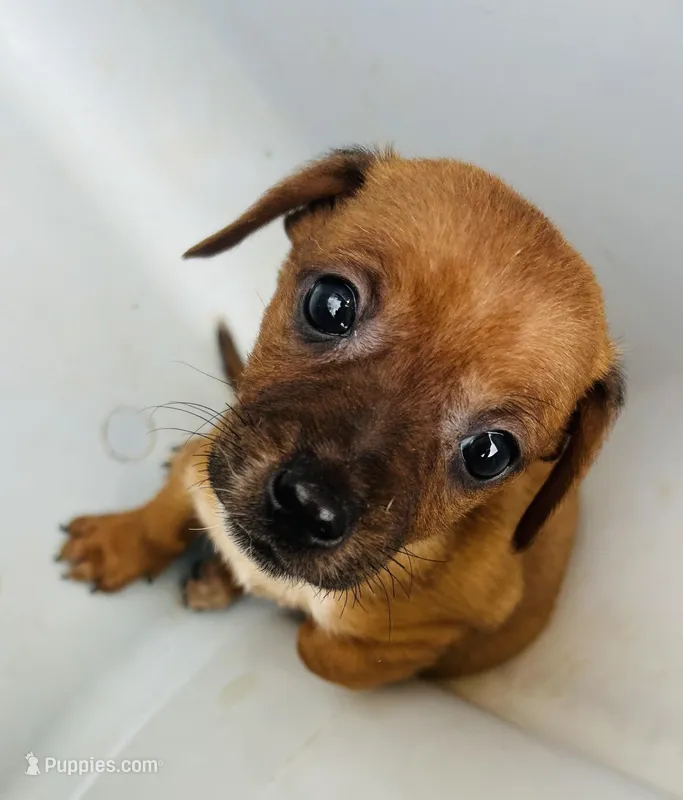 Buster  – Dachshund, Chihuahua puppy for sale in Atlanta, GA