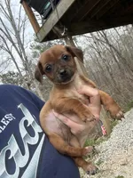 Buster , a male Dachshund and Chihuahua for sale in Atlanta, GA – Photo 2 of 2