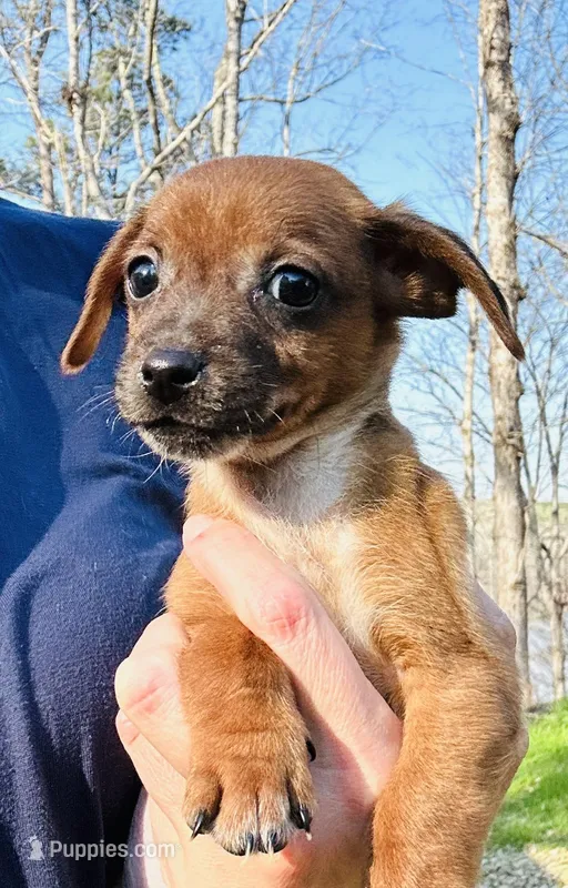 Buster  – Dachshund, Chihuahua puppy for sale in Atlanta, GA