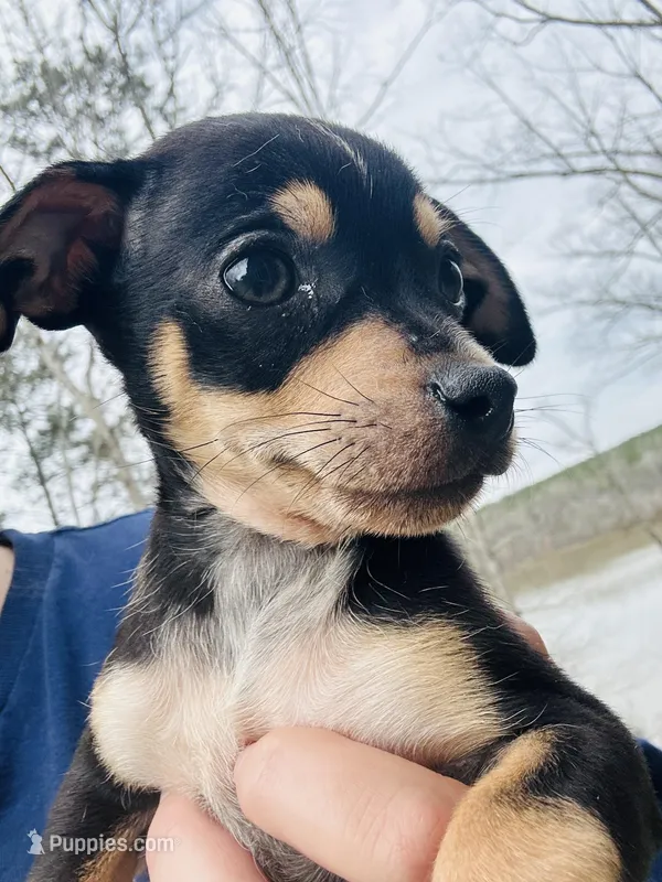 Bolt  – Chihuahua puppy for sale in Atlanta, GA