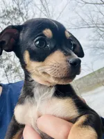 Bubba , a male Dachshund and Chihuahua for sale in Atlanta, GA – Photo 2 of 8