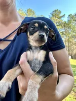 Bubba , a male Dachshund and Chihuahua for sale in Atlanta, GA – Photo 3 of 8