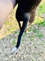 Bubba , a male Dachshund and Chihuahua for sale in Atlanta, GA – Photo 5 of 8