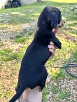 Bubba , a male Dachshund and Chihuahua for sale in Atlanta, GA – Photo 8 of 8