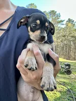 Bubba , a male Dachshund and Chihuahua for sale in Atlanta, GA – Photo 4 of 8