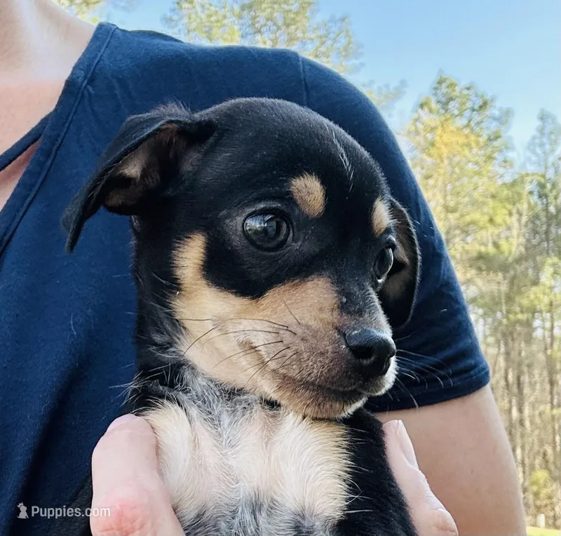 Bubba  – Dachshund, Chihuahua puppy for sale in Atlanta, GA