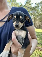 Bubba , a male Dachshund and Chihuahua for sale in Atlanta, GA – Photo 6 of 8