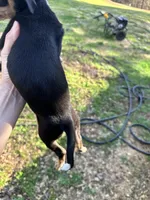 Bubba , a male Dachshund and Chihuahua for sale in Atlanta, GA – Photo 7 of 8