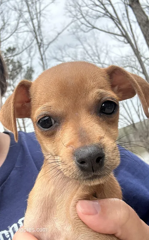 Babygirl  – Chihuahua puppy for sale in Atlanta, GA