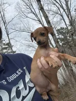 Babygirl , a female Chihuahua for sale in Atlanta, GA – Photo 2 of 2